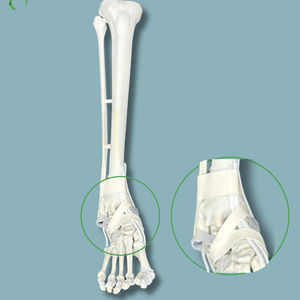 modelo anatómico de tibia