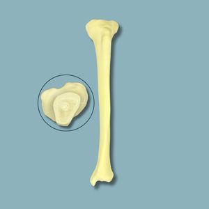 modelo anatómico de tibia