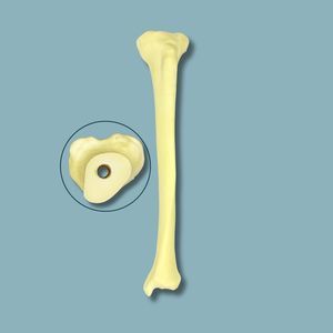 modelo anatómico de hueso
