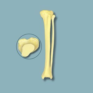 modelo anatómico de tibia