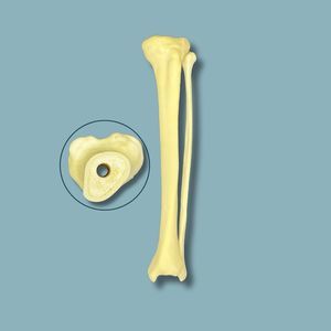 modelo anatómico de tibia