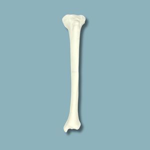 modelo anatómico de tibia