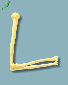 modelo anatómico de codo