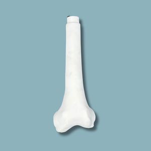 modelo anatómico de fémur