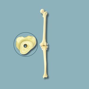 modelo anatómico de rodilla
