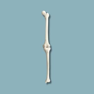 modelo anatómico de rodilla