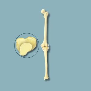 modelo anatómico de rodilla