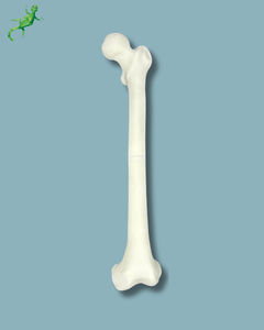 modelo anatómico de fémur