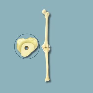 modelo anatómico de rodilla