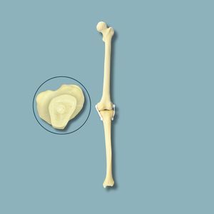modelo anatómico de rodilla