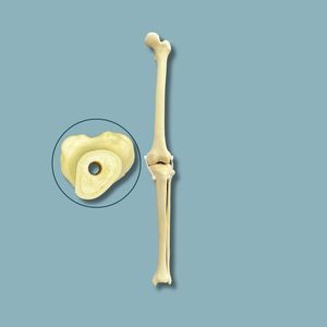 modelo anatómico de rodilla