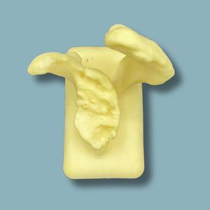 modelo anatómico de omóplato