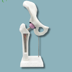 modelo anatómico de pelvis