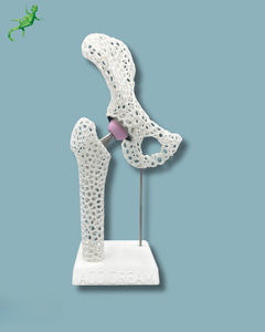 modelo anatómico de pelvis
