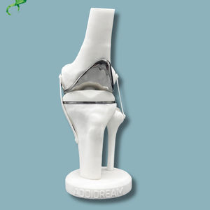 modelo anatómico de rodilla