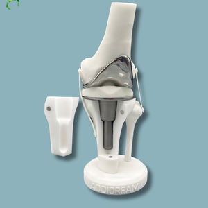 modelo anatómico de rodilla