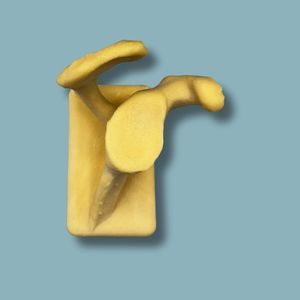 modelo anatómico de omóplato