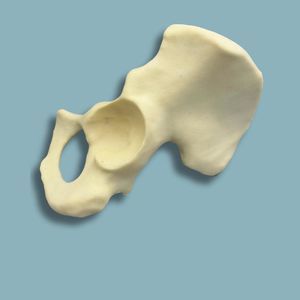 modelo anatómico de hemipelvis