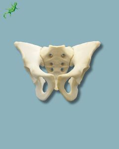 modelo anatómico de pelvis