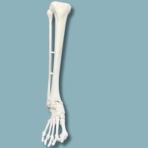 modelo anatómico de tibia