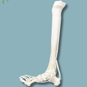 modelo anatómico de tibia