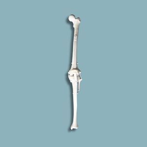 modelo anatómico de rodilla