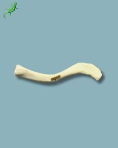 modelo anatómico de clavículas