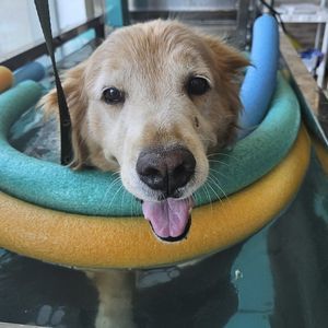 cinta de correr veterinaria sumergida