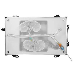 modelo vascular de riñón