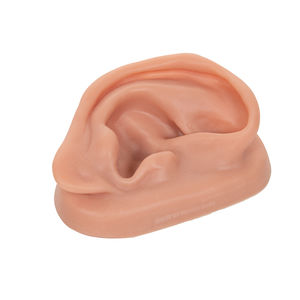 modelo anatómico de oreja