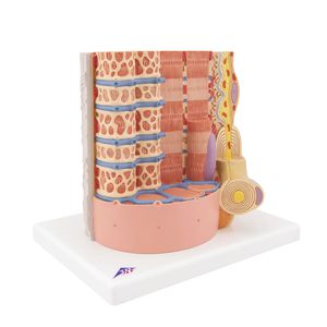 modelo anatómico de músculo