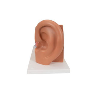 modelo anatómico de oreja