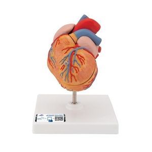 modelo anatómico de corazón