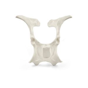 modelo anatómico de pelvis