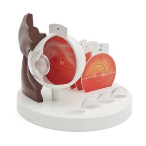 modelo anatómico de ojo 1