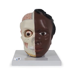 modelo anatómico de nervio 1