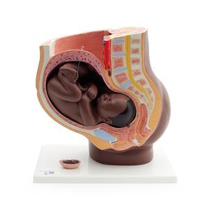 modelo anatómico de vagina 1