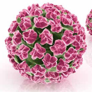 kit de prueba para enfermermedades infecciosas / HPV / para PCR en tiempo real