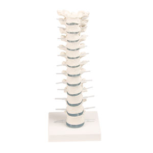 modelo anatómico de vértebras torácicas 1