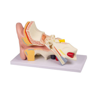 modelo anatómico de oreja