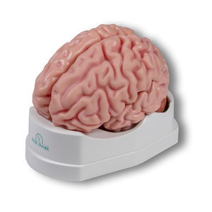 modelo anatómico de cerebro