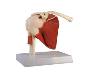 modelo anatómico de articulación