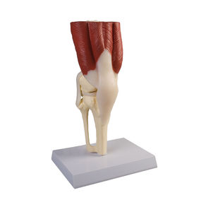 modelo anatómico de articulación