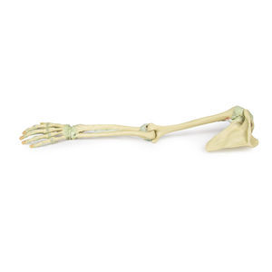 modelo anatómico de brazo 1