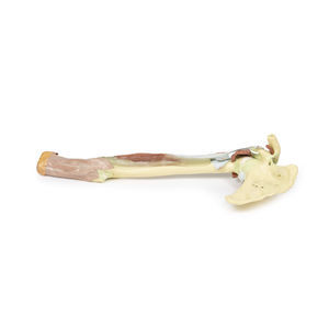 modelo anatómico de brazo 1