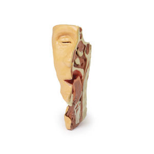 modelo anatómico facial