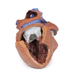 modelo anatómico de corazón 1