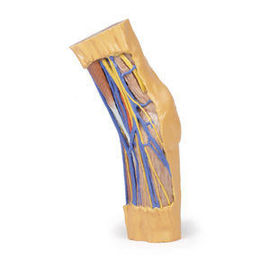 modelo anatómico de brazo 1