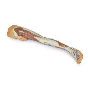 modelo anatómico de pelvis 1