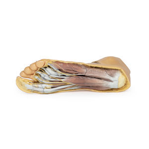 modelo anatómico de pie 1